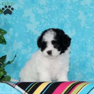 Jenny, Maltipoo Puppy